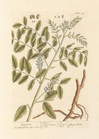 Elizabeth Blackwell - Liquorice.webp