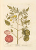 Äpple d'amour - Elizabeth Blackwell — vy av konstverket
