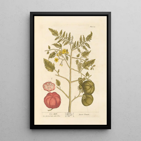 Äpple d'amour - Elizabeth Blackwell — inramlat konstverk på väggen