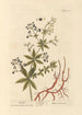 Garance - Elizabeth Blackwell — vy av konstverket
