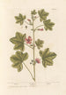 Mauve - Elizabeth Blackwell — vy av konstverket