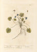 Violette de mars - Elizabeth Blackwell — vy av konstverket