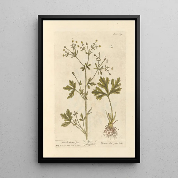 Sumpblomma - Elizabeth Blackwell — inramlat konstverk på väggen