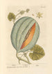 Melon - Elizabeth Blackwell — vy av konstverket