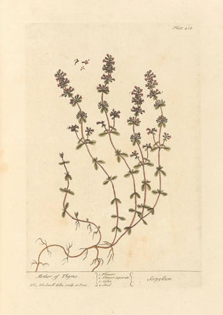 Elizabeth Blackwell - Mother of thyme.webp