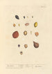Myrobolans - Elizabeth Blackwell — vy av konstverket