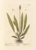 Plantain med smala blad - Elizabeth Blackwell — vy av konstverket