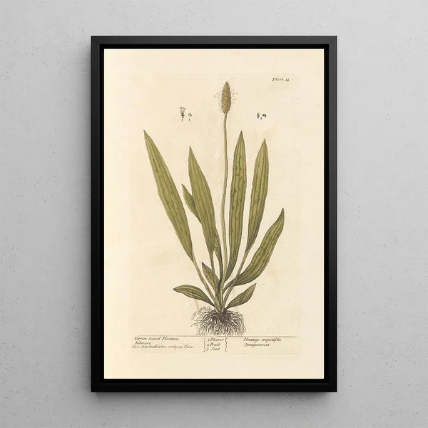 Plantain med smala blad - Elizabeth Blackwell — inramlat konstverk på väggen