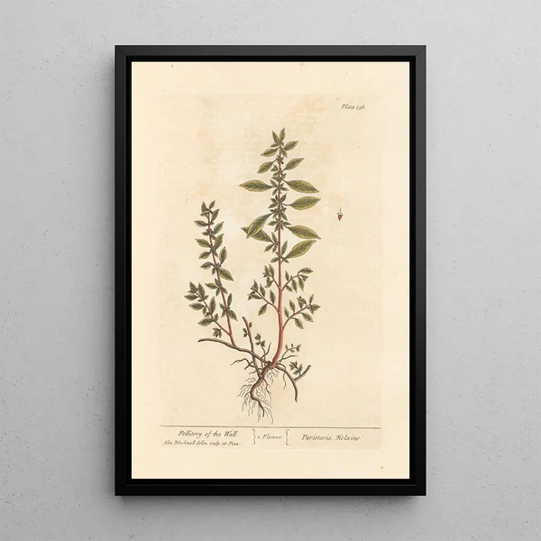 Pellitoire des murs - Elizabeth Blackwell — inramlat konstverk på väggen