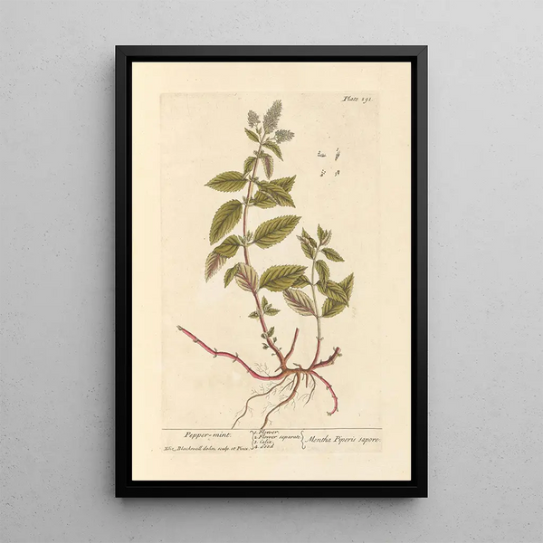 Menthe poivrée - Elizabeth Blackwell — inramlat konstverk på väggen