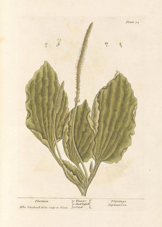 Elizabeth Blackwell - Plantain.webp