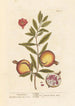 Grenades - Elizabeth Blackwell — vy av konstverket