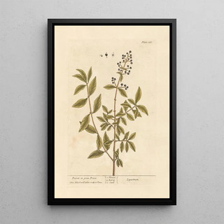 Elizabeth Blackwell - Privet or prim print.webp