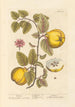 Coings - Elizabeth Blackwell — vy av konstverket