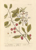 Cerise rouge - Elizabeth Blackwell — vy av konstverket