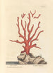 Corail rouge - Elizabeth Blackwell — vy av konstverket