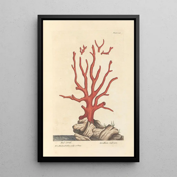 Corail rouge - Elizabeth Blackwell — inramlat konstverk på väggen