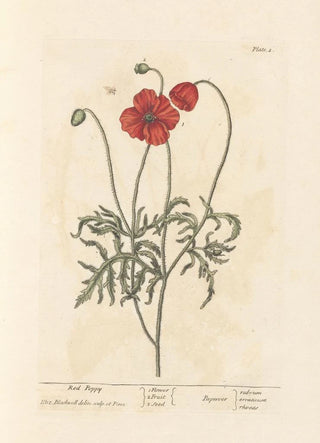 Elizabeth Blackwell - Red poppy.webp