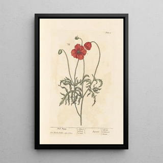 Elizabeth Blackwell - Red poppy.webp