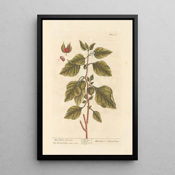 Cerises d'hiver rouges - Elizabeth Blackwell — inramlat konstverk på väggen
