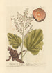 Rhapontic - Elizabeth Blackwell — vy av konstverket