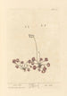 Rosa solis - Elizabeth Blackwell — vy av konstverket