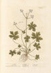 Sanicle Selfheal - Elizabeth Blackwell — vy av konstverket