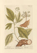 Sassafras - Elizabeth Blackwell — vy av konstverket