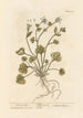 Herbe à scorbut - Elizabeth Blackwell — vy av konstverket