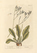 Lavendel vid havet - Elizabeth Blackwell — vy av konstverket
