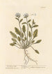 Scurvy Grass - Elizabeth Blackwell — vy av konstverket
