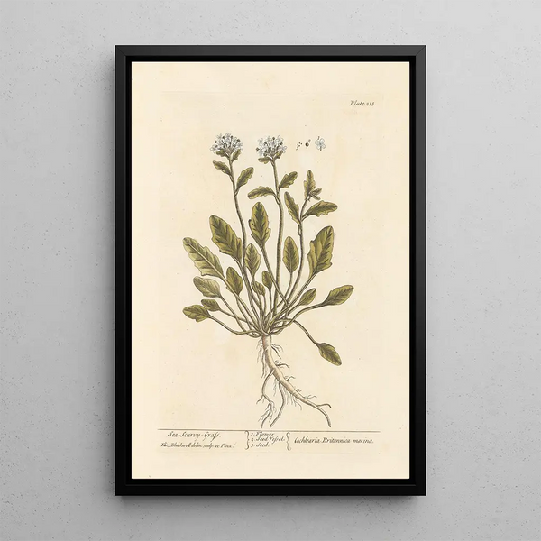 Scurvy Grass - Elizabeth Blackwell — inramlat konstverk på väggen