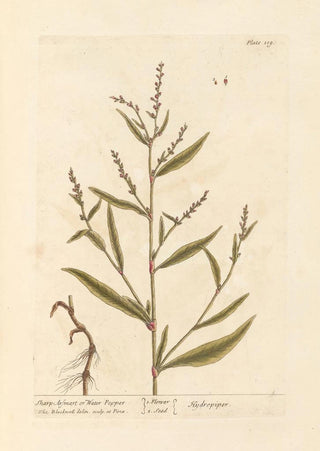 Elizabeth Blackwell - Sharp arsmart or water pepper.webp