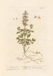 Liten germandrée - Elizabeth Blackwell — vy av konstverket