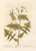 Laiteron lisse - Elizabeth Blackwell — vy av konstverket