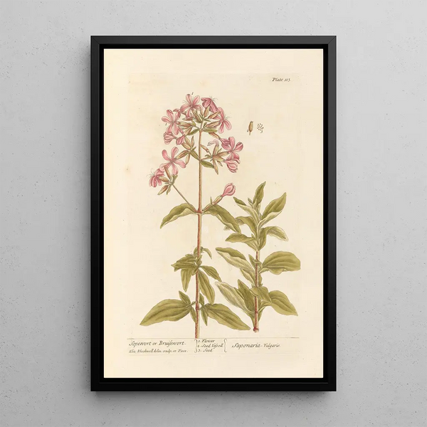 Saponaria eller tvättört - Elizabeth Blackwell — inramlat konstverk på väggen