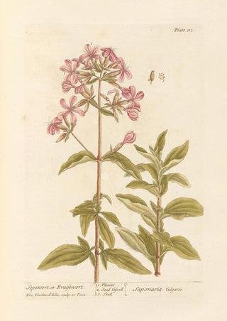 Elizabeth Blackwell - Sopewort or bruisewort.webp