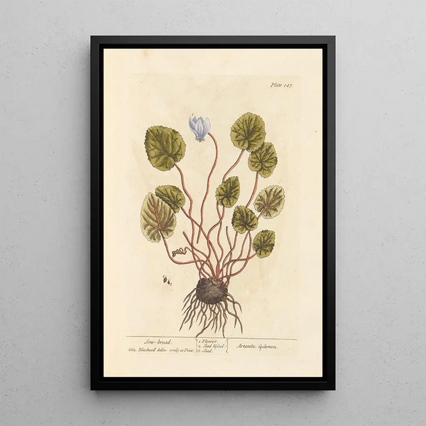 Cyclamen - Elizabeth Blackwell — inramlat konstverk på väggen