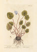 Cyclamen - Elizabeth Blackwell — vy av konstverket