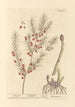 Asperge - Elizabeth Blackwell — vy av konstverket