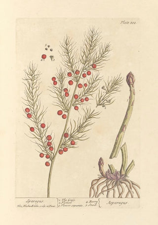 Elizabeth Blackwell - Sparagus.webp