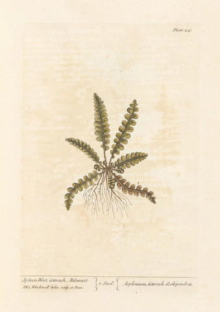 Elizabeth Blackwell - Spleen wort.webp