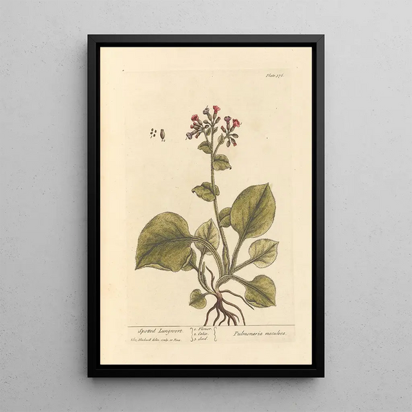 Pulmonaire tachetée - Elizabeth Blackwell — inramlat konstverk på väggen