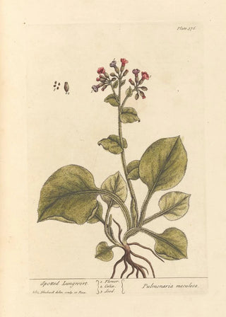 Elizabeth Blackwell - Spotted lungwort.webp