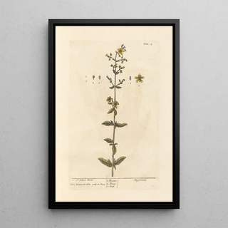 Elizabeth Blackwell - St Johns wort.webp