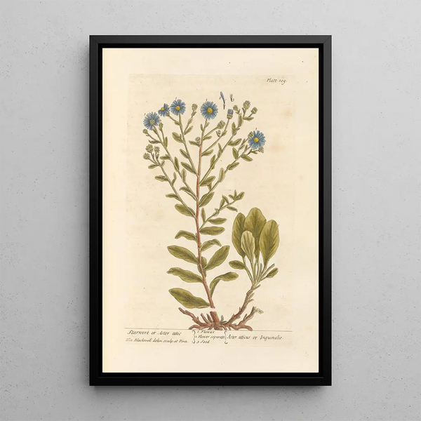 Aster étoilé ou aster attique - Elizabeth Blackwell — inramlat konstverk på väggen