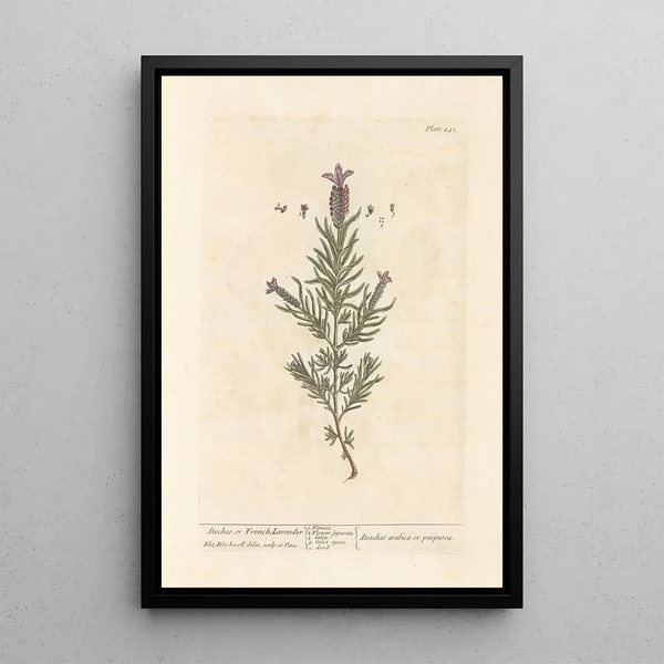 Lavendel stänkade eller fransk lavendel - Elizabeth Blackwell — inramlat konstverk på väggen