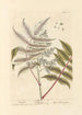 Sumac - Elizabeth Blackwell — vy av konstverket