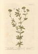 Absinthe douce - Elizabeth Blackwell — vy av konstverket