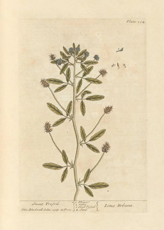Elizabeth Blackwell - Sweet trefoil.webp